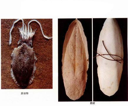 海螵鞘圖