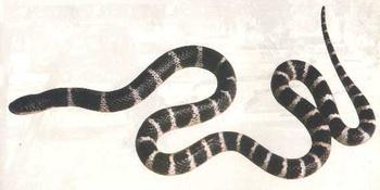 金錢(qián)白花蛇