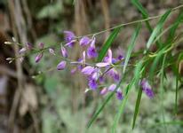 遠(yuǎn)志原植物