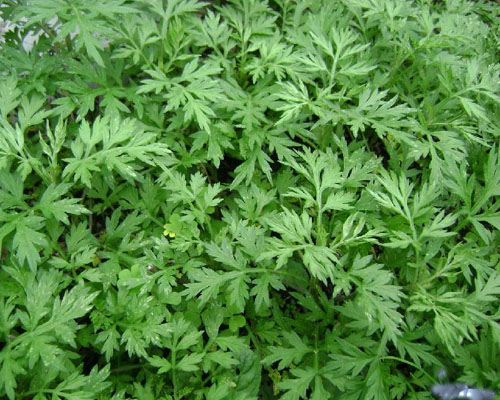 艾實原生態(tài)