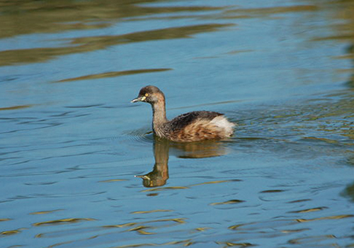 鸊鷉原生態(tài)