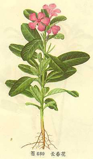 長(zhǎng)春花圖譜