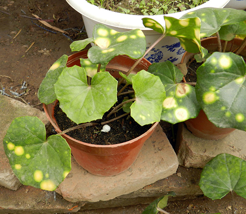 如意草形態(tài)圖